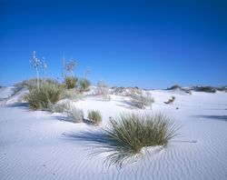 Vegetation in the Sandhills of Nebraska