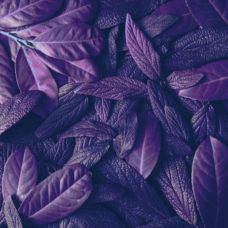 Tropic purple leaves layout