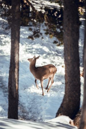 Noble deer near trees between snow
