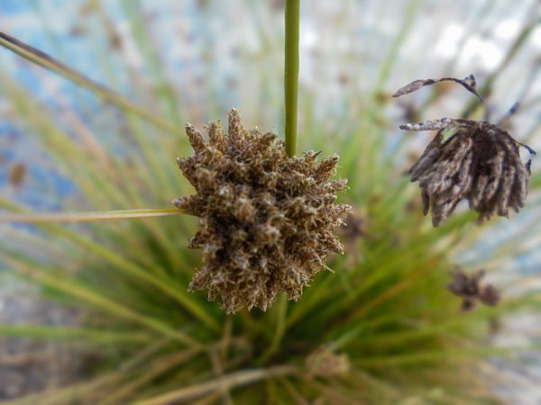 Bolboschoenus maritimus