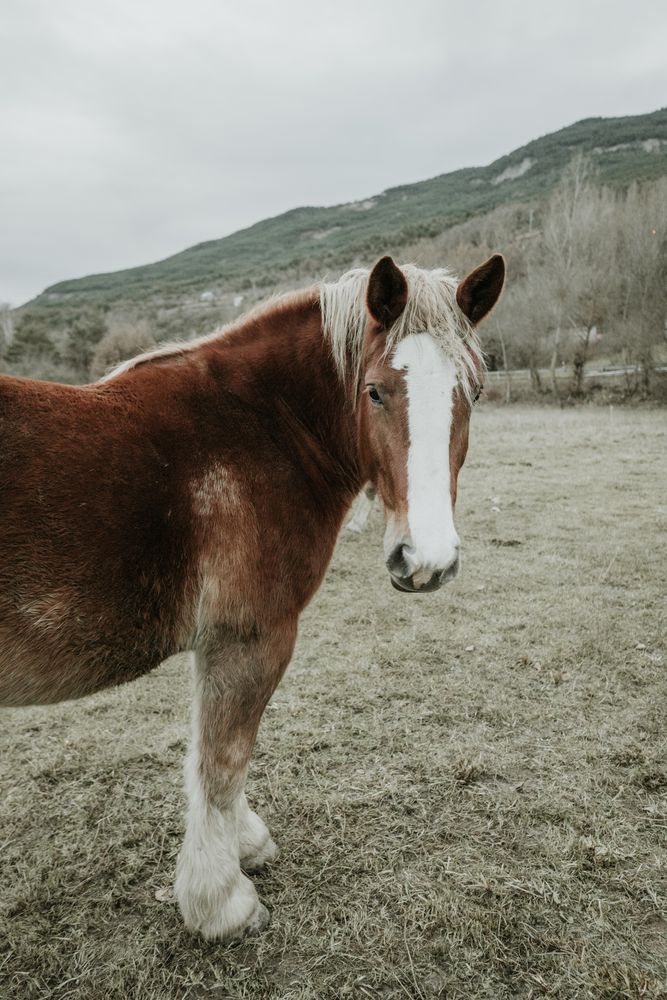 Beautiful horses on meadow
