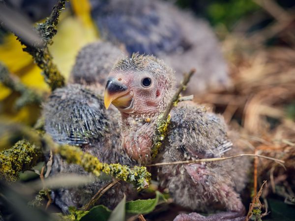 Adorable small lovebirds sitting on perches of tree
