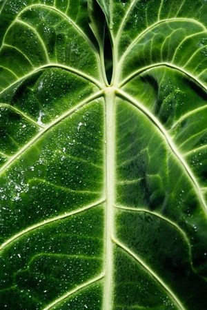 Textured wet huge leaf