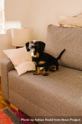 Cute dog sitting on sofa at home 0yRNj5