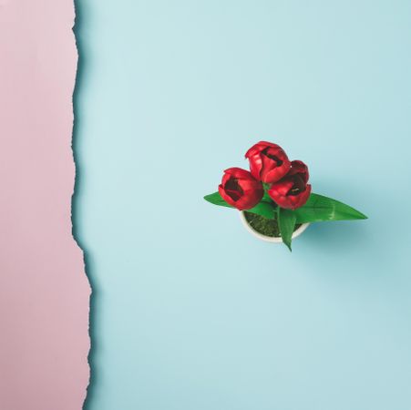 Close up shot of red flowers on pink blue background