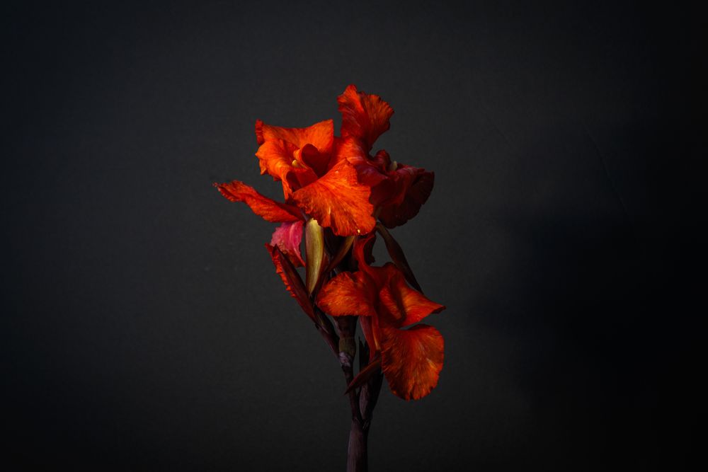 Red canna flower on dark background