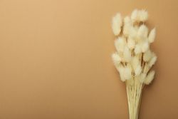 Dried bunny tail bouquet on neutral brown background