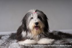 Cute bearded collie with pink bow on rug 0yX8AO