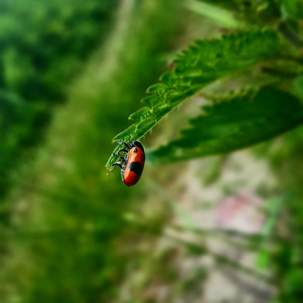 Ladybug on a leaf