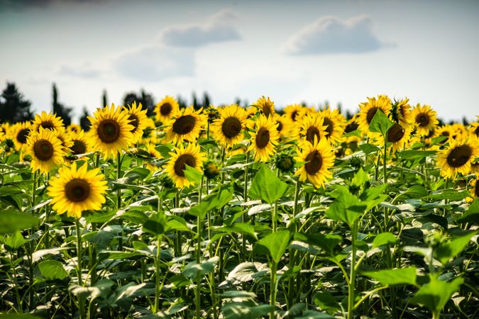 Tall blooming sunflowers in a field