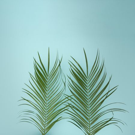 Tropical green leaves on baby blue background