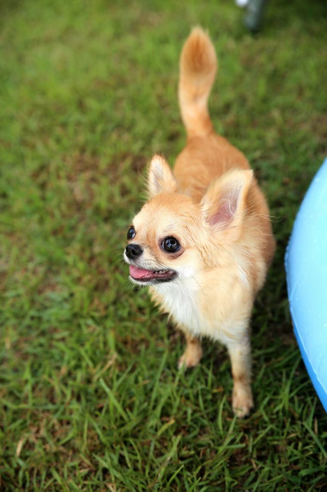 A long-haired Chihuahua is sitting on the grass, smiling