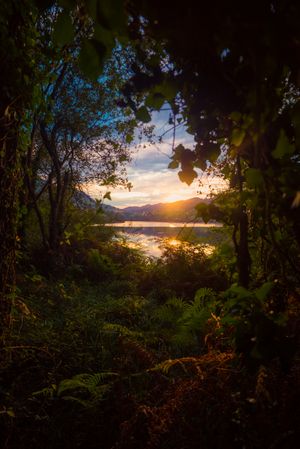 View of river and sunset sky through beautiful plants
