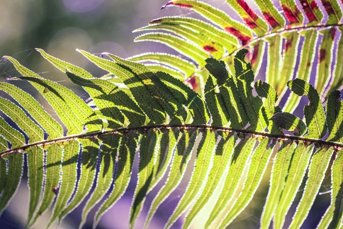 Close up of fern leaves in the sunlight