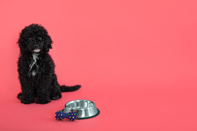 Poodle sitting tall next to bowl with copy space
