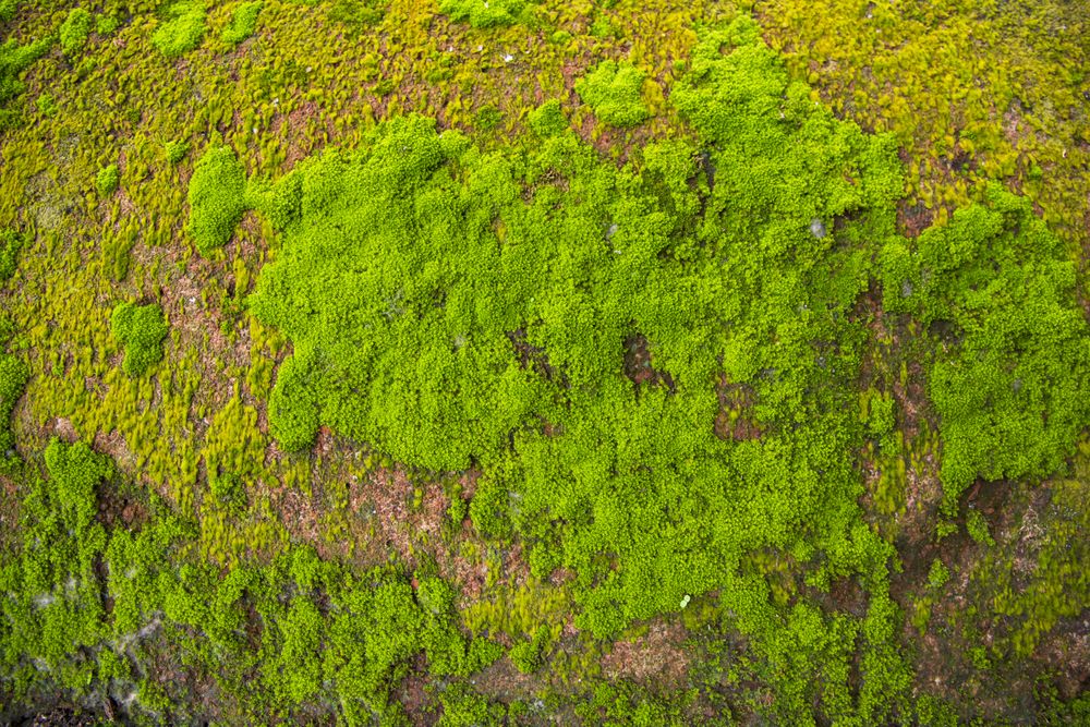 Fungi Green Moss old concrete wall abstract Texture background wallpaper. Rusty, Grungy, Gritty Vintage Background