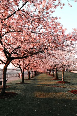 Pink trees on green grass field