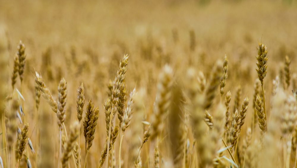 Close up of wheat ears in a field