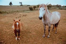 Horses grazing in dry field