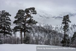Snowy forest in Caucasus mountain 48KjX5