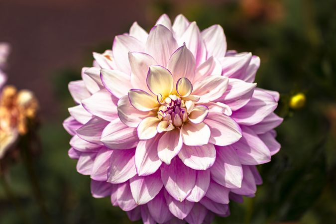 Light pink dahlia flower with yellow petals in the center