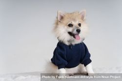 Portrait of adorable Pomeranian dog in sweater  56G2Ze