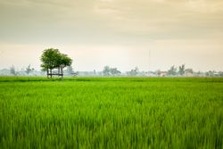 Lush green grass with scattered trees on misty day in Indonesia