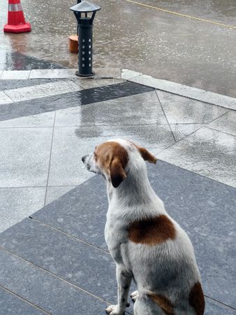 stray dog sitting alone on wet street during rain in india