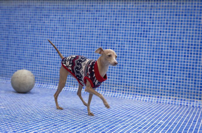 Italian greyhound dog playing in the pool with a ball