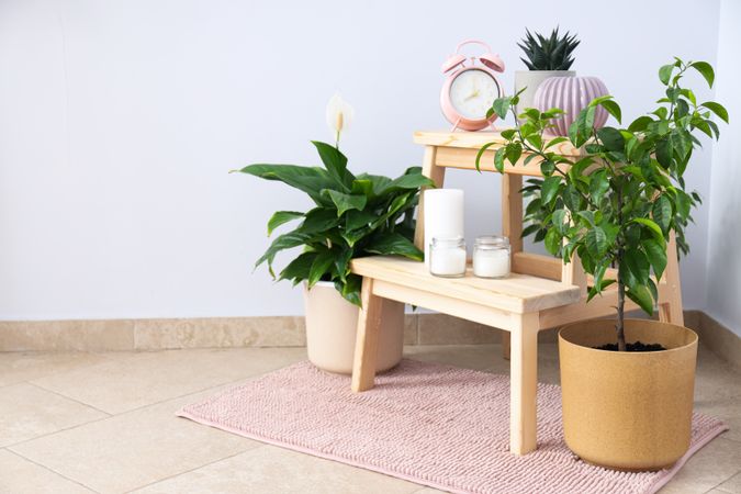 Cozy hobby - growing indoor plants at home