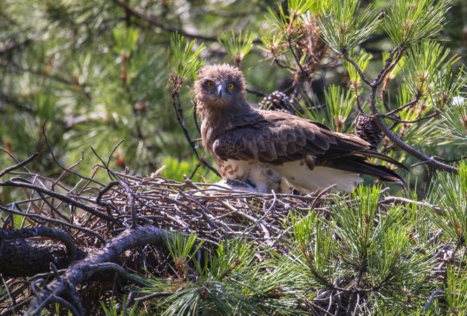 eagle near newborn bird in nest