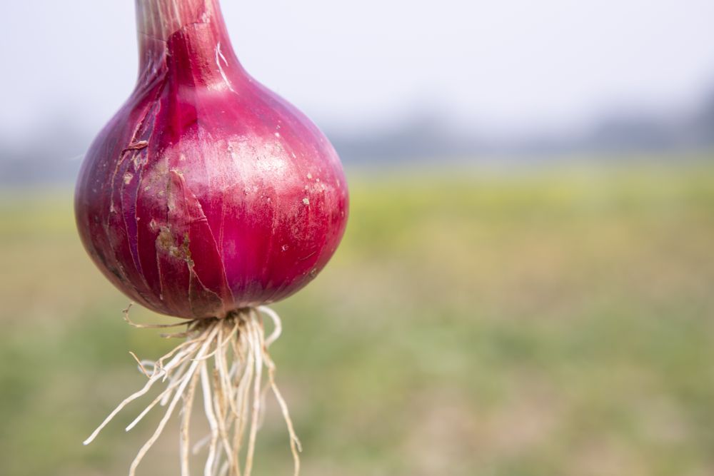 Close up red onion
