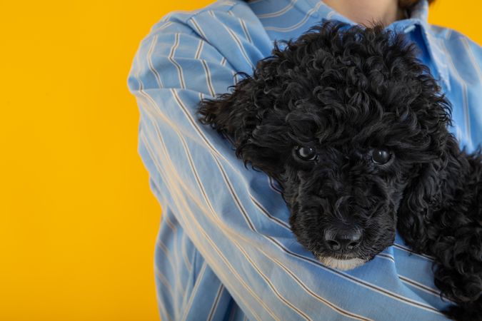 Woman in blue shirt holding cute dog