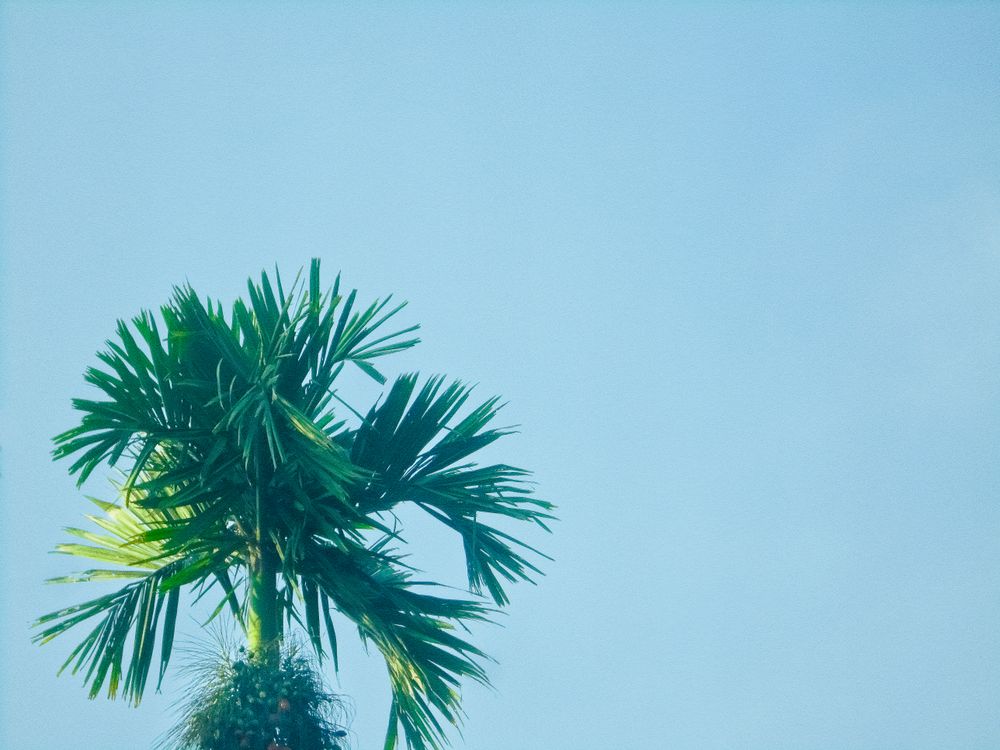 palm