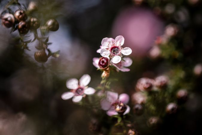 Hedge of small pink flowers in bloom with some unopened buds