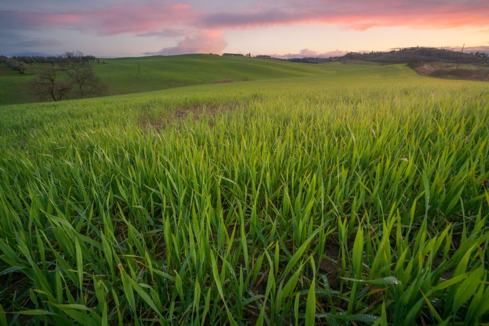 Wonderful empty green fields