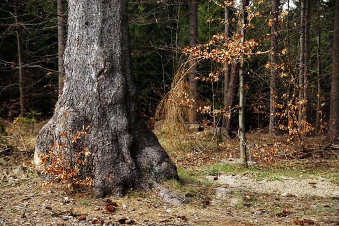 Old big tree in autumn forest