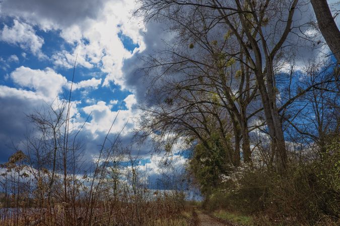 Blue sky and clouds shot from a wooded marsh