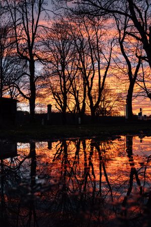 Silhouettes of trees near lake on sunset
