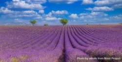 Lavender field in rows with trees under blue sky with trees in background 5pxVj5