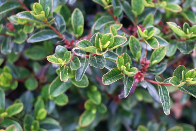 Green foliage in close up in summer garden.