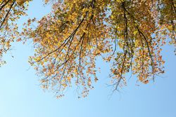 Tree with yellowed leaves against blue sky, space for text