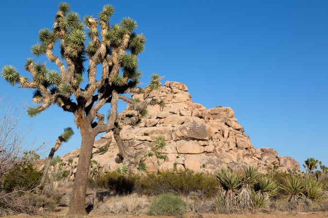 Joshua tree with mound of boulders in Joshua Tree National Park