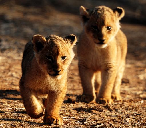 Two lion cubs on dirt ground