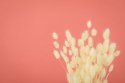 Dried flowers tops in pink room with copy space