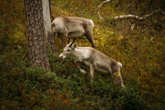 Young reindeer grazing in forest