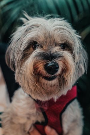Serious cute yorkshire terrier in dress