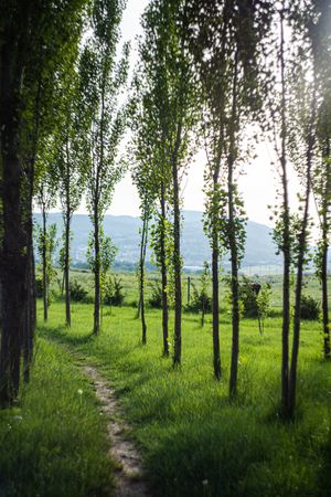 Rural road in recreation area around Lisi lake