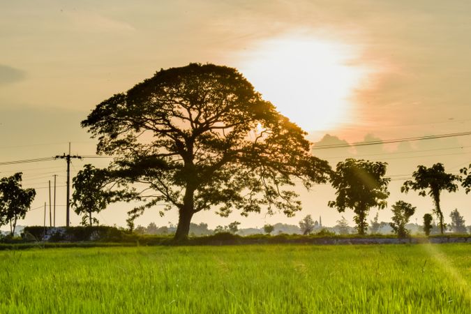 Beautiful tree in field at sunset