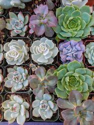 Succulents in pots shot overhead